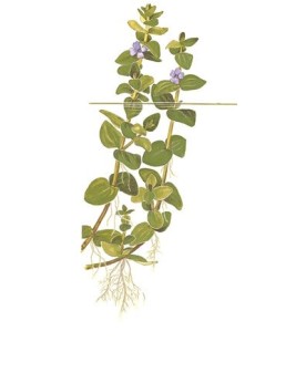 Bacopa Caroliniana